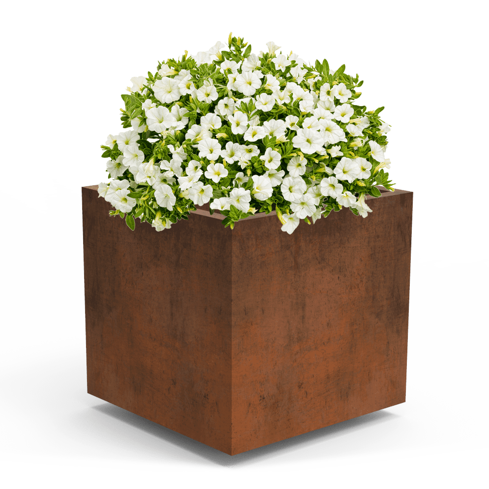 Olea